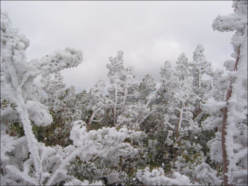 2005-06-18 Relay Peak (12) Snow the previous night cause icy formation on bushes